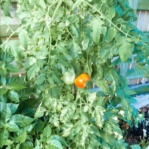 Meet your Posher, Fayanna