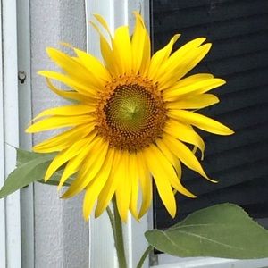 Meet your Posher, Pamela