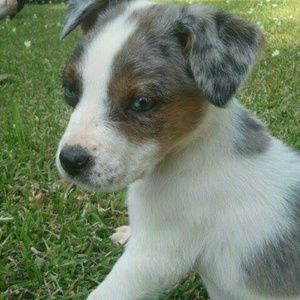 Meet your Posher, Allie