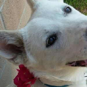 Meet your Posher, Rose