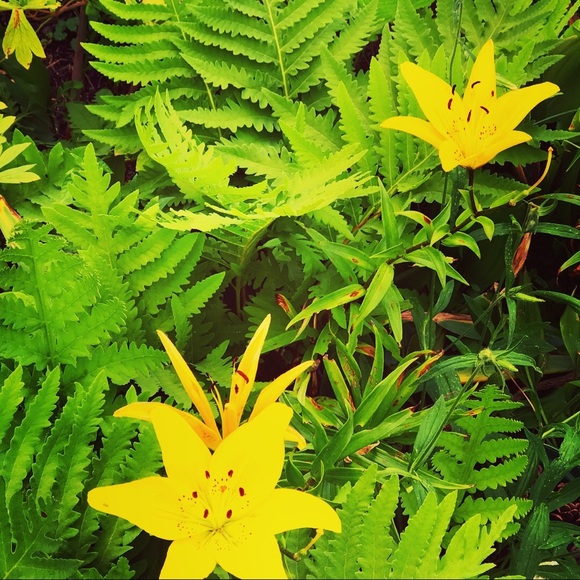 Connecticut Chic Closets ❤️ - Picture 7 of 7