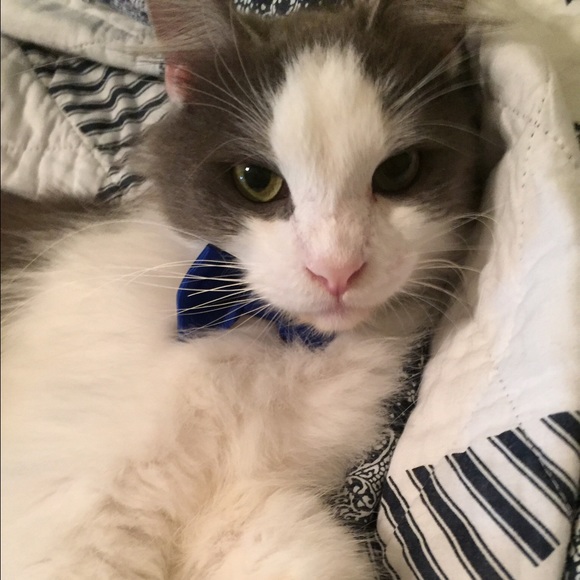 Meet Kat😻 - Picture 2 of 2