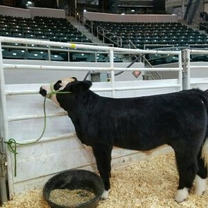 Meet your Posher, Brandy