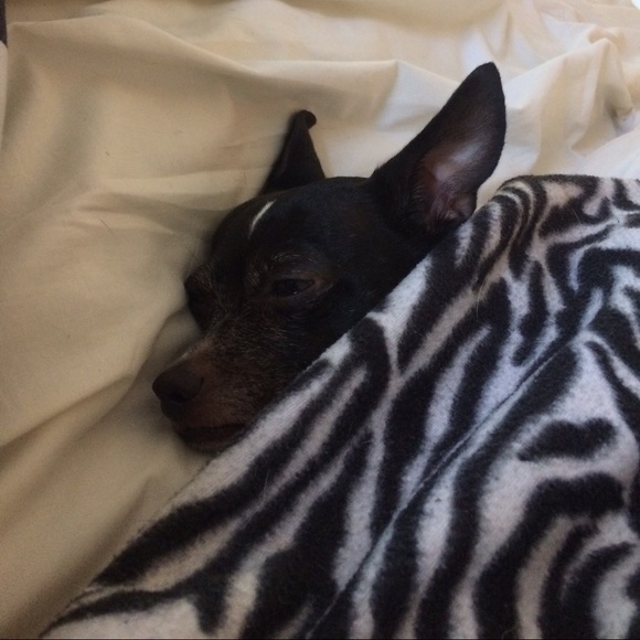 My Puppy Dog