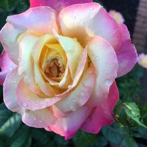 Meet your Posher, Irene