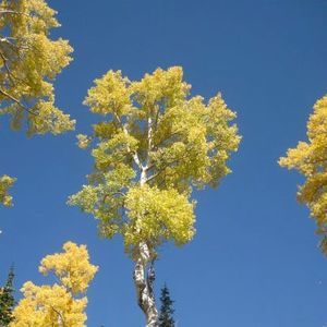 Meet your Posher, Heidi