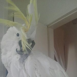 Meet your Posher, Nada