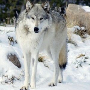 Meet your Posher, Rubi