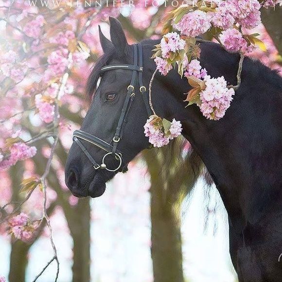 Meet your Posher, Yessy