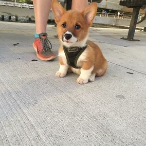 Meet your Posher, Nina