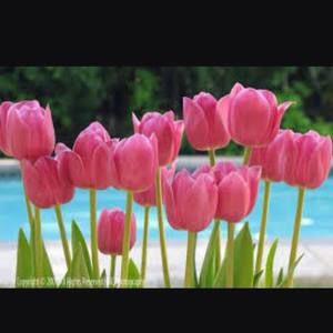 Meet your Posher, Janet