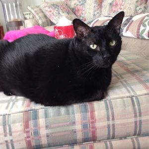 Meet your Posher, Nancy