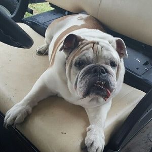 Meet your Posher, Joy