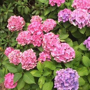 Meet your Posher, Barbara