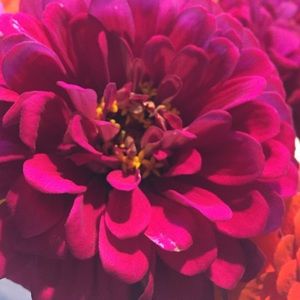 Meet your Posher, Jill