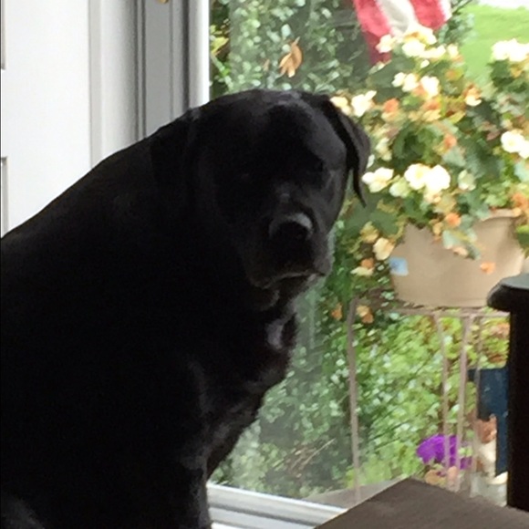 Meet your Posher, Daniele - Picture 2 of 2