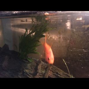 Meet your Posher, Sandra