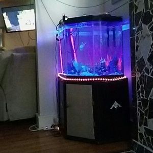 Meet your Posher, Dennis