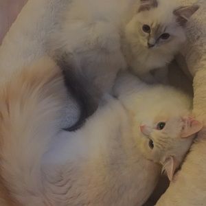 Meet your Posher, Pam