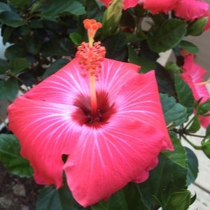 Meet your Posher, Lorri