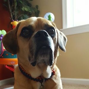 Meet your Posher, Rocky