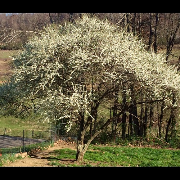 Meet your Posher, Aimee - Picture 1 of 1