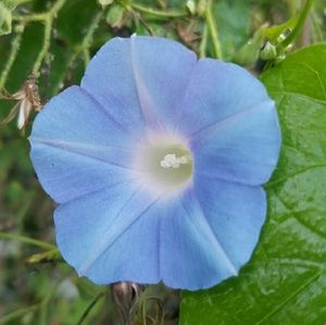 Meet your Posher, Rosemary