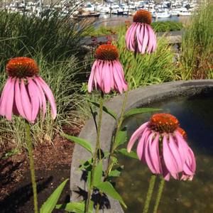 Meet your Posher, Lynette