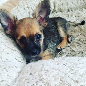 Meet your Posher, Mia