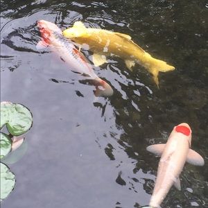 Meet your Posher, Gul