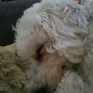 Meet your Posher, Joy