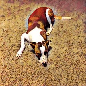 Meet your Posher, Rachel