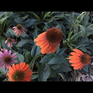 Meet your Posher, Eugenia