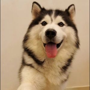 Meet your Posher, Qing