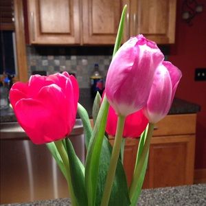 Meet your Posher, Laur