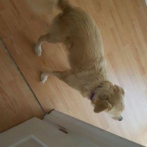 Meet your Posher, Joy