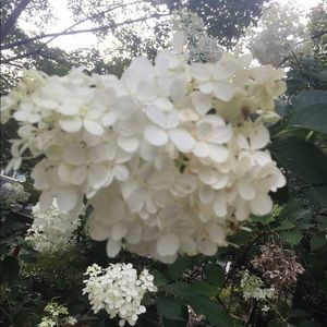 Meet your Posher, Mary brantley