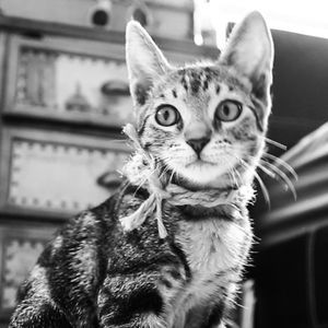 Meet your Posher, Ani