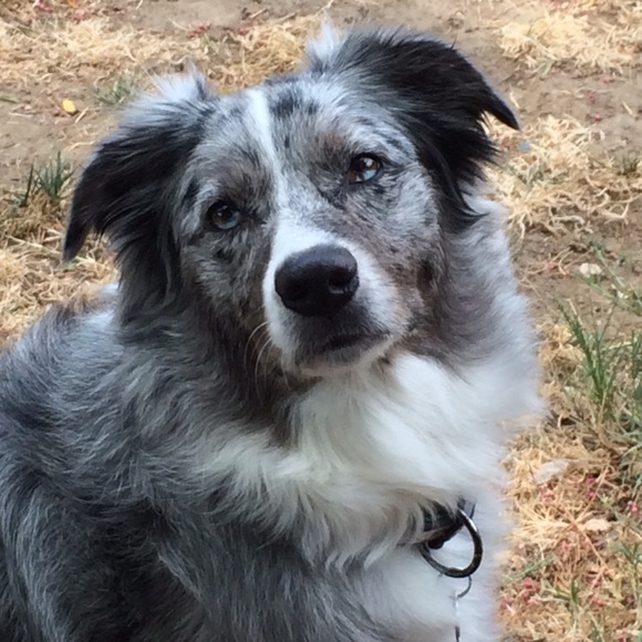 Meet your Posher, Cindy - Picture 2 of 5