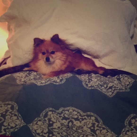 Boobus my 10 yr old pup. And Kevin my cat