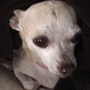 Meet your Posher, Sheila