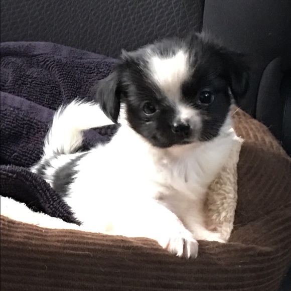 Meet your Posher, Tamara - Picture 2 of 2