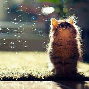 Meet your Posher, Sam