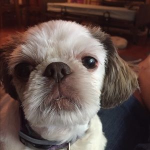 Meet your Posher, Martha