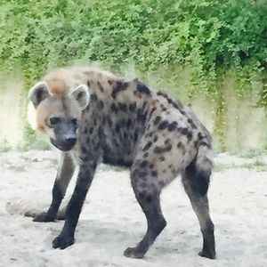 Meet your Posher, Tisha