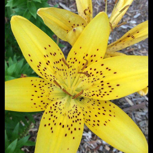 Meet your Posher, Janae - Picture 1 of 1