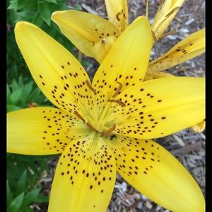 Meet your Posher, Janae