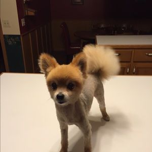 Meet your Posher, Cindy