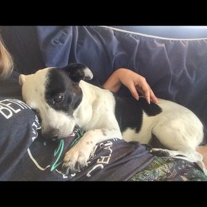 Meet your Posher, Allie