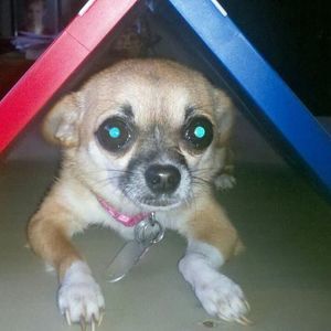 Meet your Posher, Misty